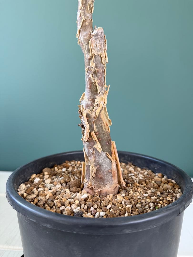 【タイムセール】ブルセラ・ファガロイデス / 灌木 多肉 希少 レア