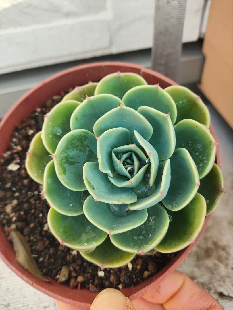 多肉植物 七福神 抜き苗 子持ち 1株 - メルカリ