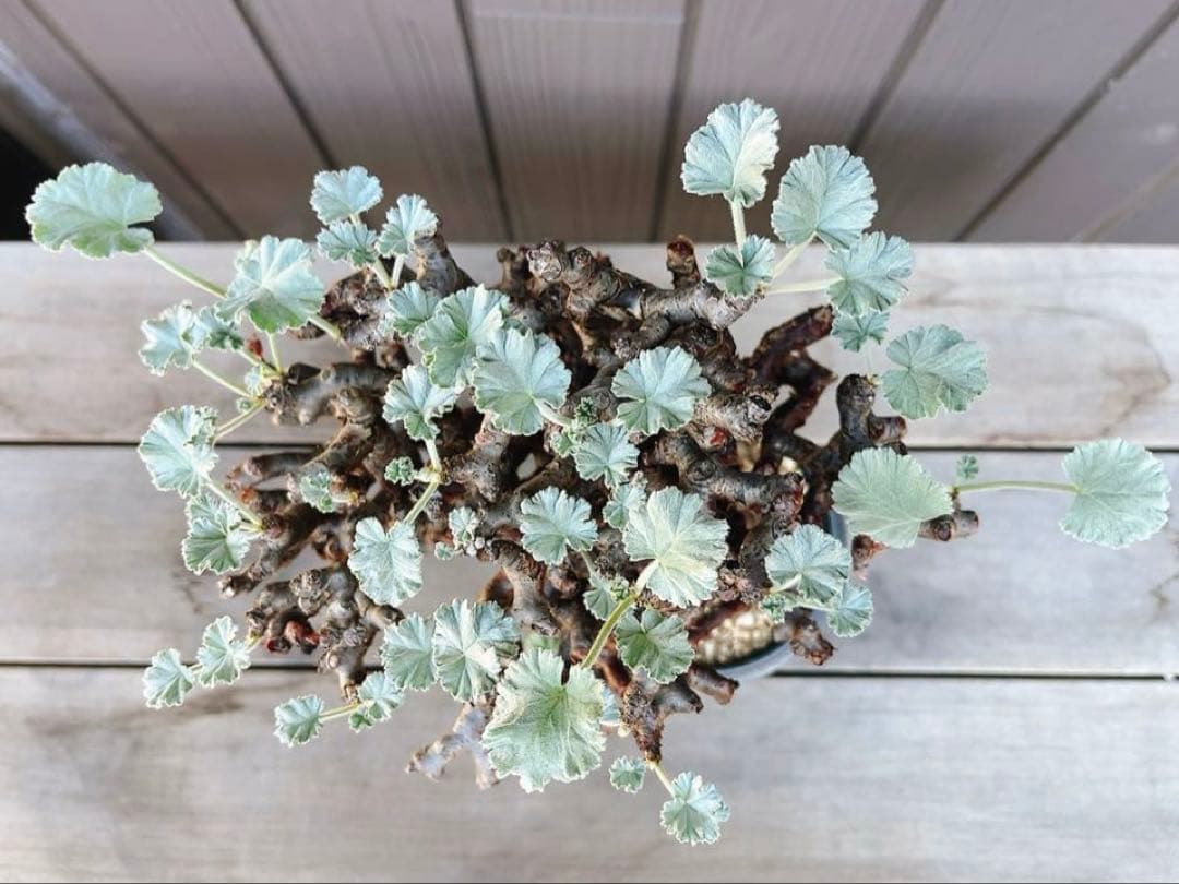 《期間限定販売❗️》『ペラルゴニウム　ミラビレ』　極美大株　現地球　発根済