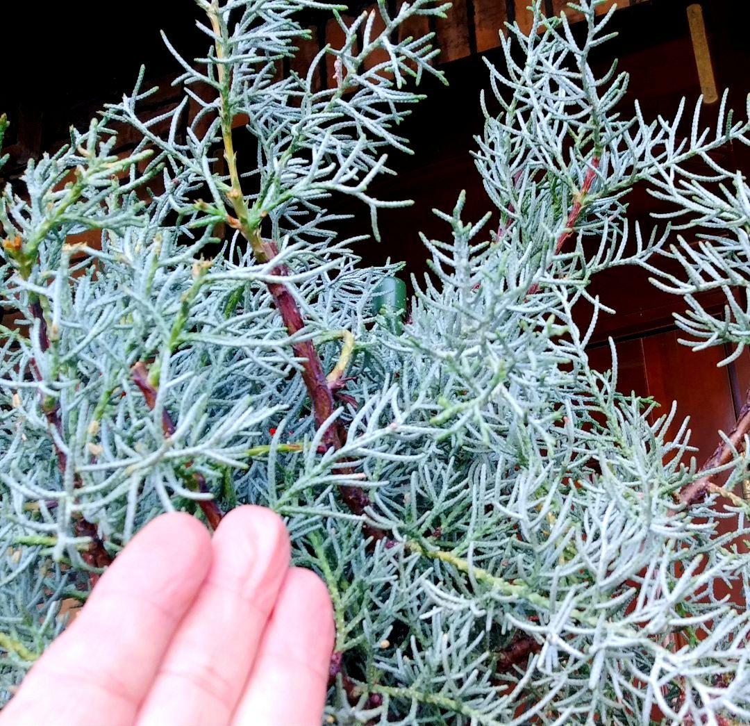 コニファーブルーアイス 苗木 大型165cm❗綺麗な葉色 シルバーブルー