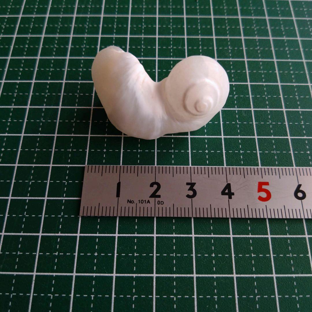 【希少】優美なお姿☆ ケオン パワーストーン 原石 イシカブラ 貝殻 標本 巻貝