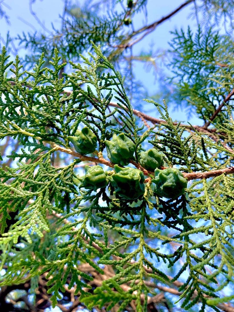 花材に！/天然ヒバ/ヒバぼっくり【金平糖のような可愛い実のつい