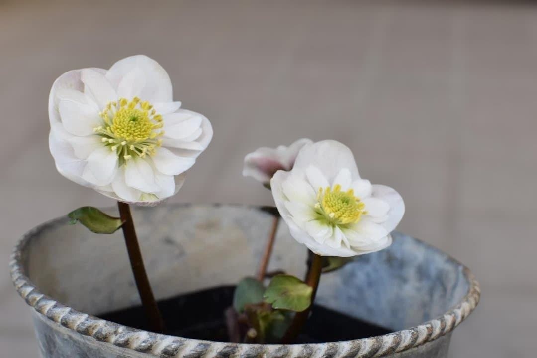 け*ち様 ピンクニゲル　セミダブル　クリスマスローズ　開花株 クリスマスローズ入荷情報】  数量限定入荷 / #ピンクニゲル