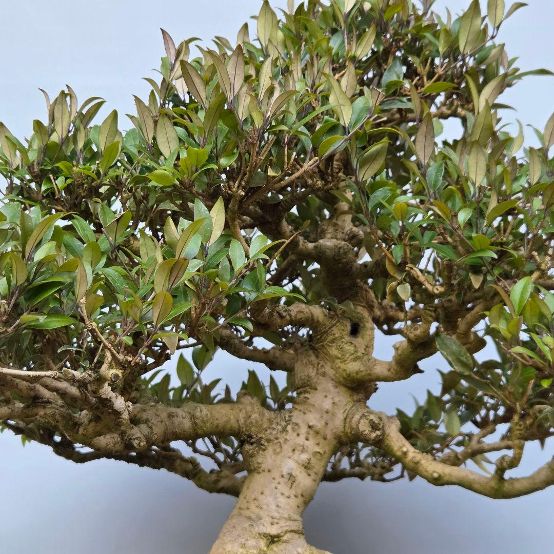 ネズミモチ [模様木] 大品盆栽 - メルカリ