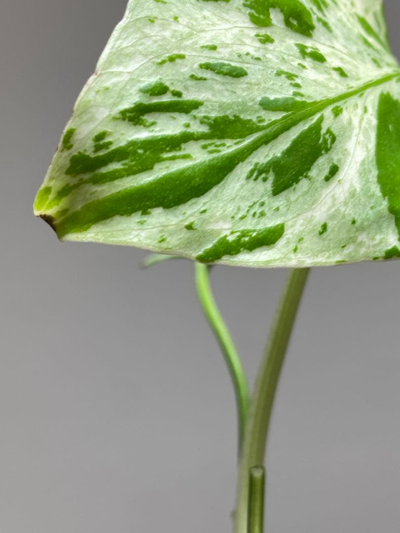 全葉斑入り‼️】モンステラ デリシオーサ バルバソー フシギダネ