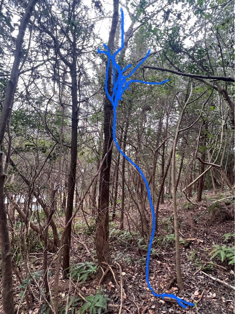 現品 ミツバツツジ 自然樹形 超特大 4mほど 山採り - メルカリ