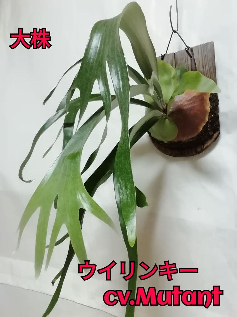 P. willinckii cv. Mutant 大株 育てやすい格好良い株