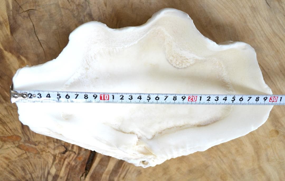 大きめのシャコ貝　シャコガイ　30×21×14cm 3.6kg 八重山