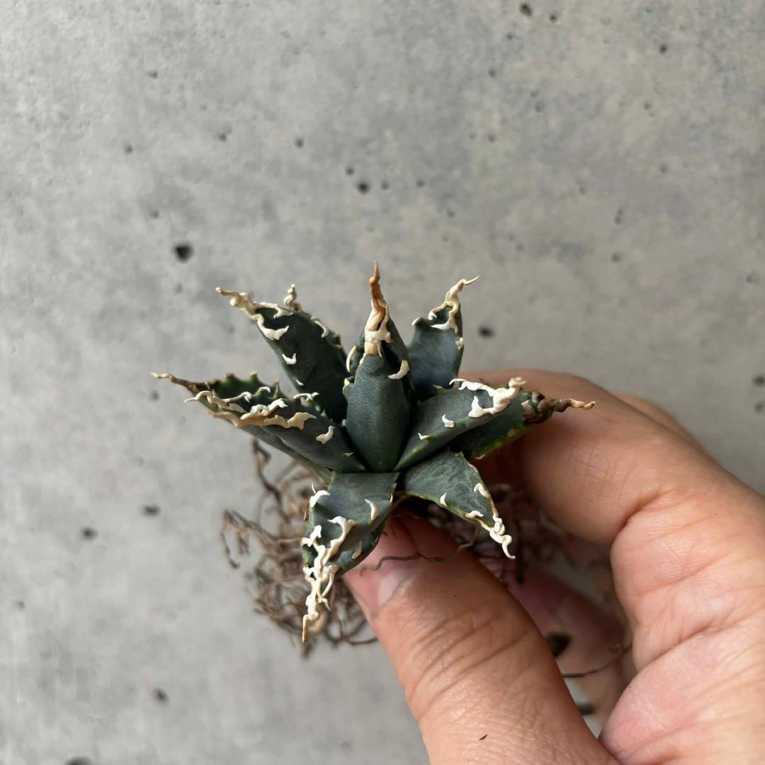 アガベ ユタエンシス エボリスピナ 選抜 - メルカリ