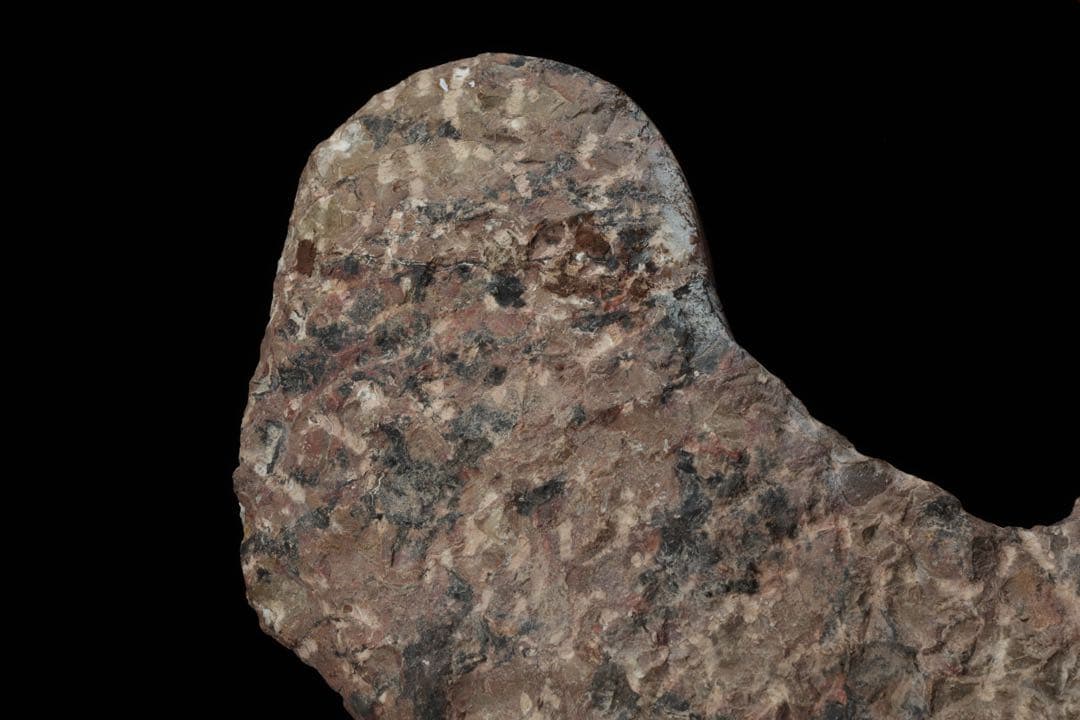 特大標本 アンモナイト&オルソセラス 化石プレート10.6kg 直角貝 鑑賞