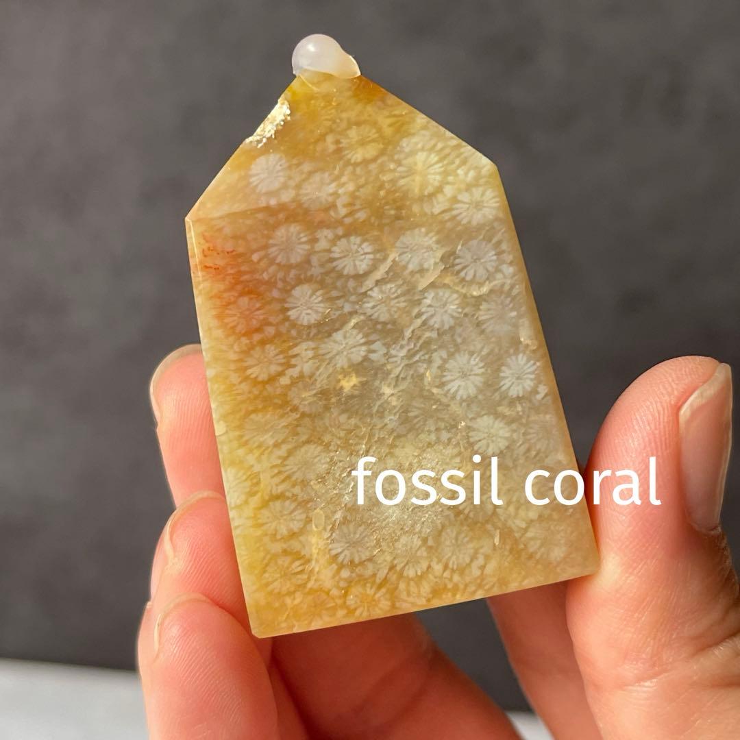 フォッシルコーラル ポイント フォッシルコーラル ブレスレット | trenta quartz