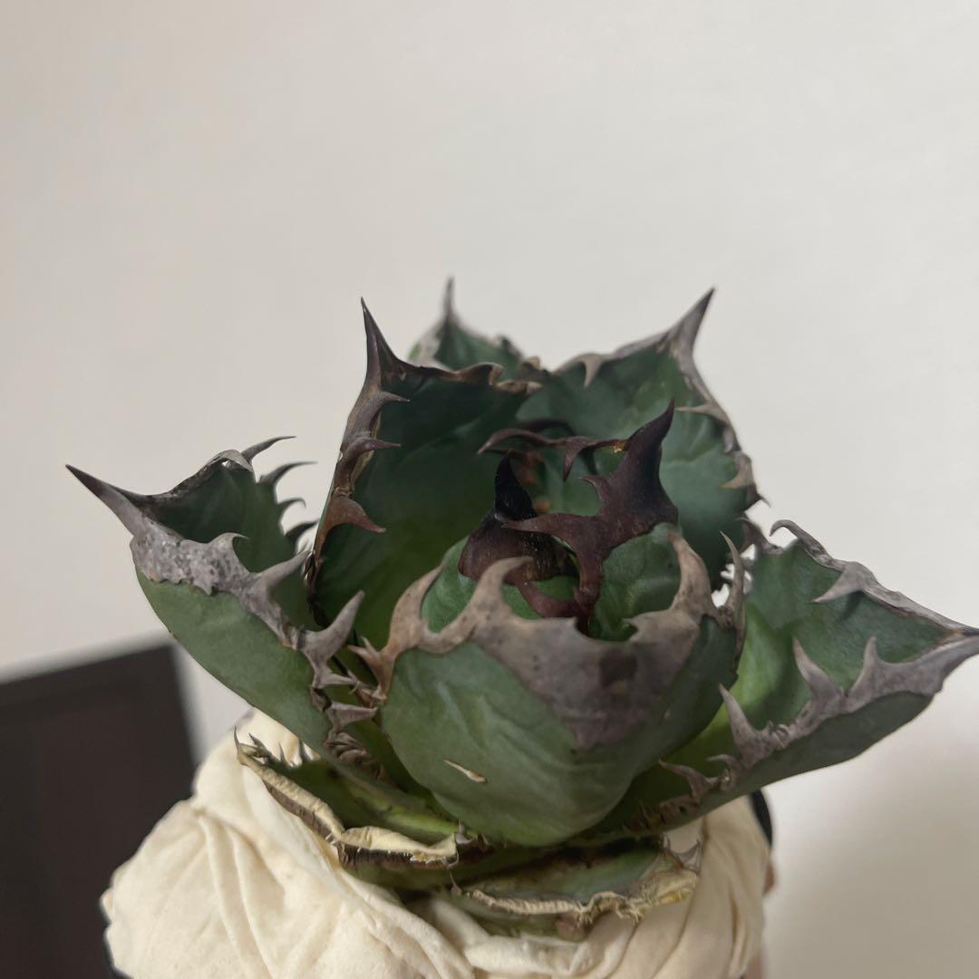 A076 アガベ オアハカワイルド血統 ノーネーム メルカリ便 東曜植 2026年最新】オアハカワイルドの人気アイテム - メルカリ