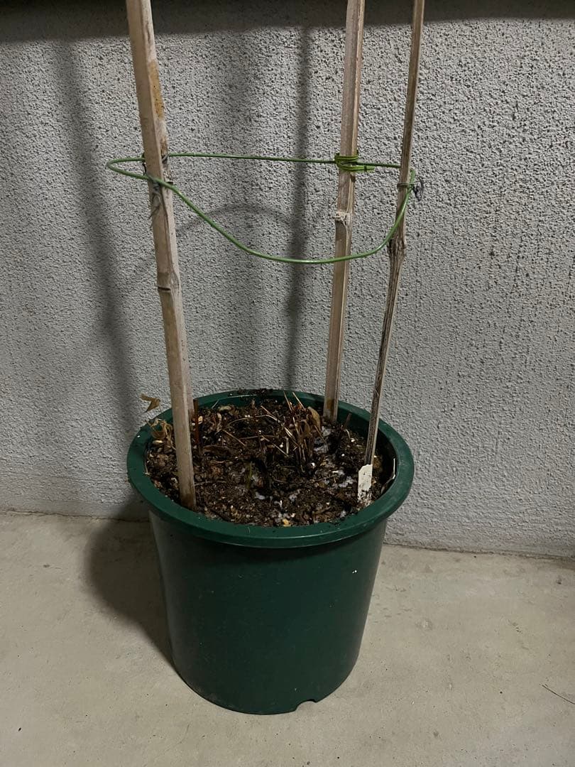 クレマチス 竹行燈仕立て 薄桜 ヴィオルナ系 壺型 正規品 6号鉢 - メルカリ