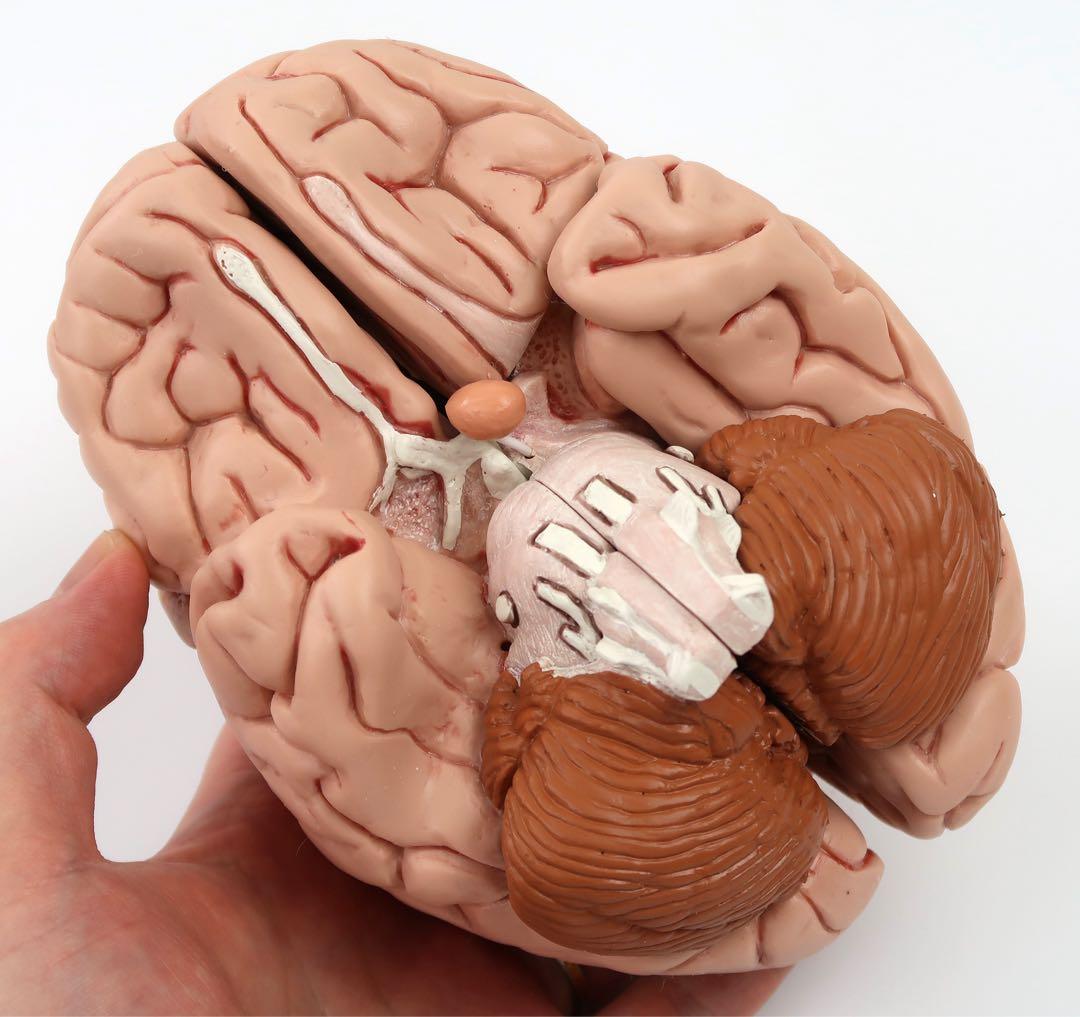 脳模型 5分解モデル 3B Smart Anatomy 実物大 新品未使用 - メルカリ