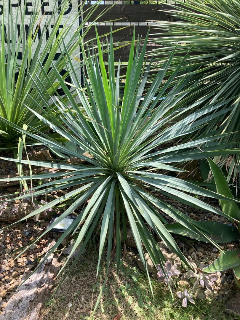 耐寒性ユッカ ブルーセントリー大株◇ドライガーデン多肉サボテン
