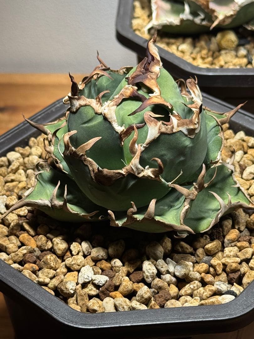 アガベ チタノタ シーザー 子株 オテロイ - メルカリ