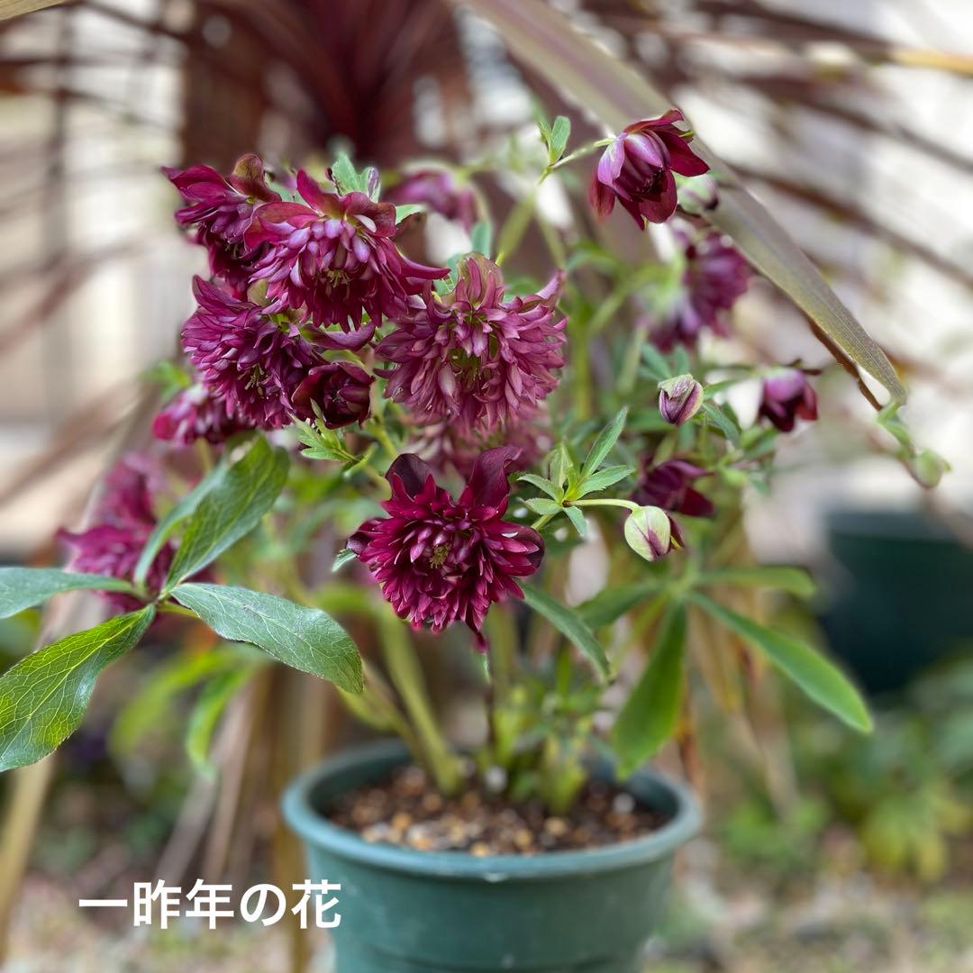 7 広瀬園芸 クリスマスローズ クレオパトラリバーシブルレッド 株分