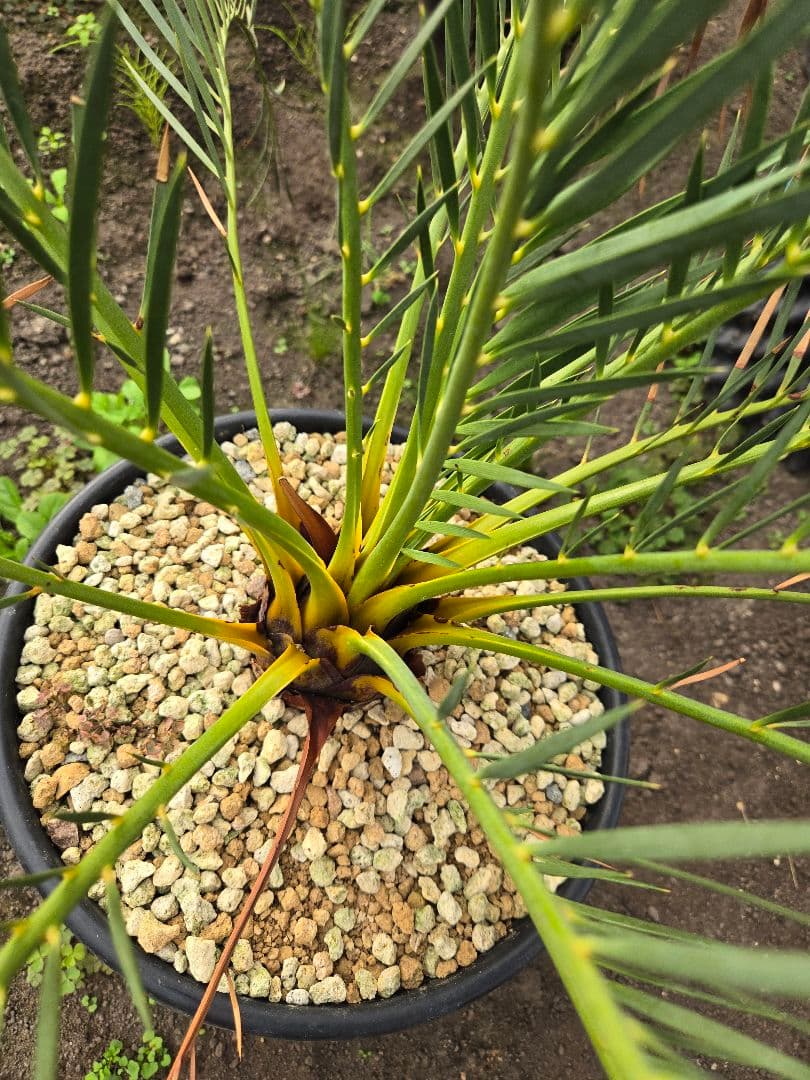 マクロザミア　ムーレイ