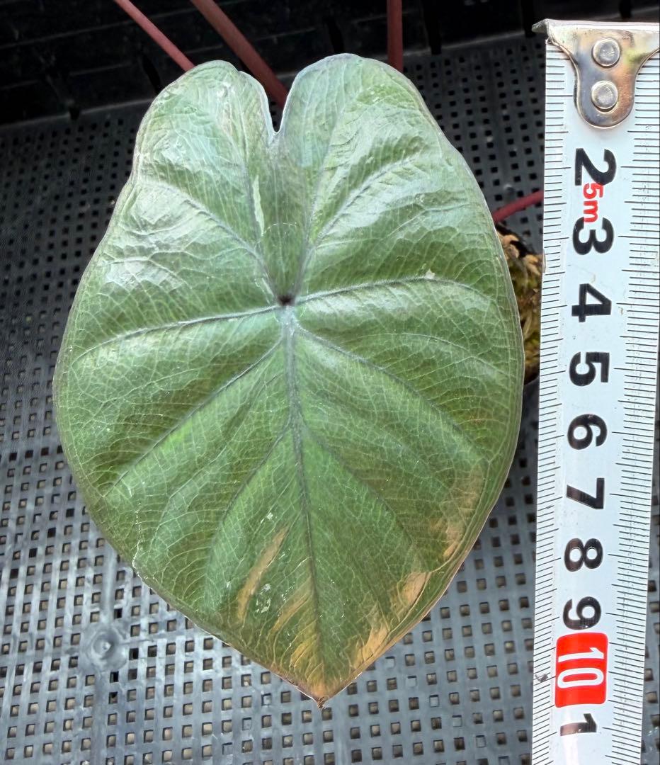 希少 アロカシア ピンクセレンディピティ 斑入り 鉢ごとメルカリ便