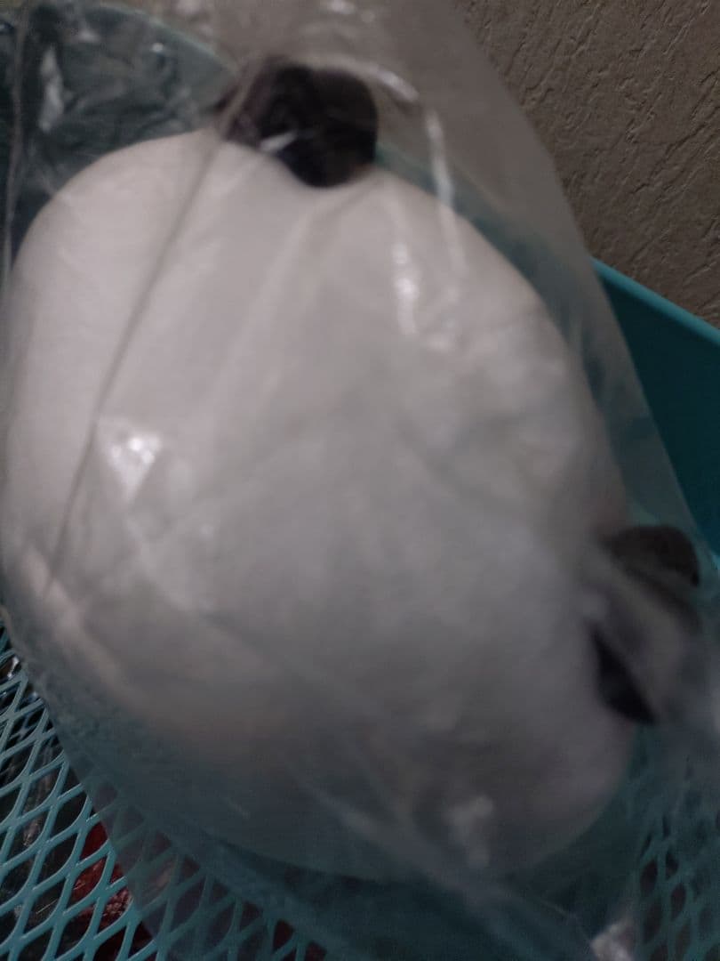 自分ツッコミくま パグ ダルマぬいぐるみセット。新品未開封。 - メルカリ