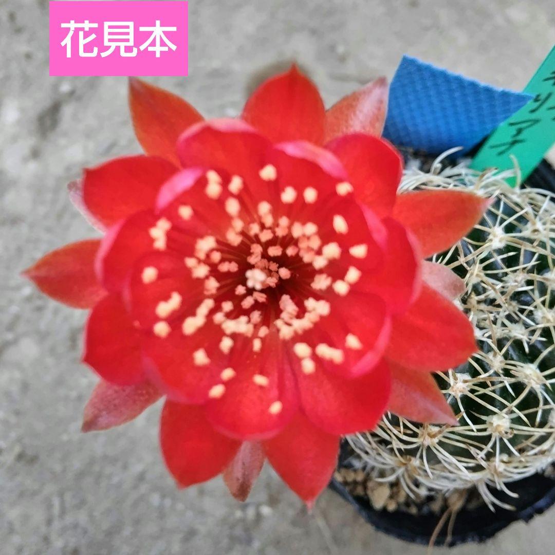 花サボテン♥ロビビア♥スキリアナ♥超群生♥抜き苗♥昨年の開花株