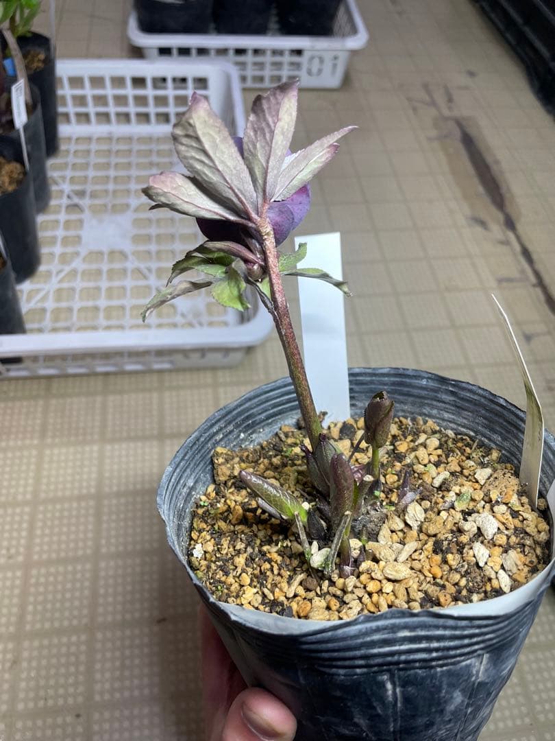 加藤農園 鴉葉 リトルコレクション クリスマスローズ - メルカリ