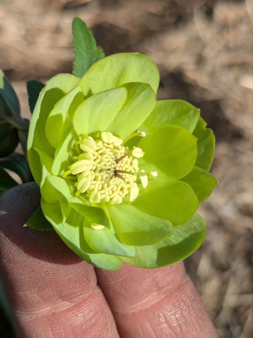 ウィンターシンフォニー クリスマスローズ【原種系ライトグリーンdd