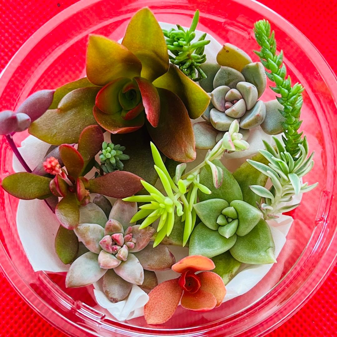 ②寄せ植えセット カット苗 詰め合わせ 多肉植物 - メルカリ