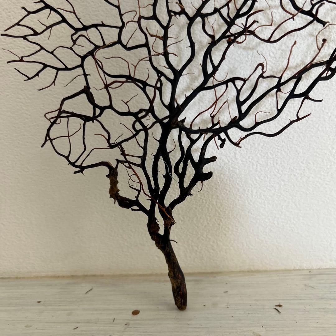 Hiro　ウミウチワ〈263〉