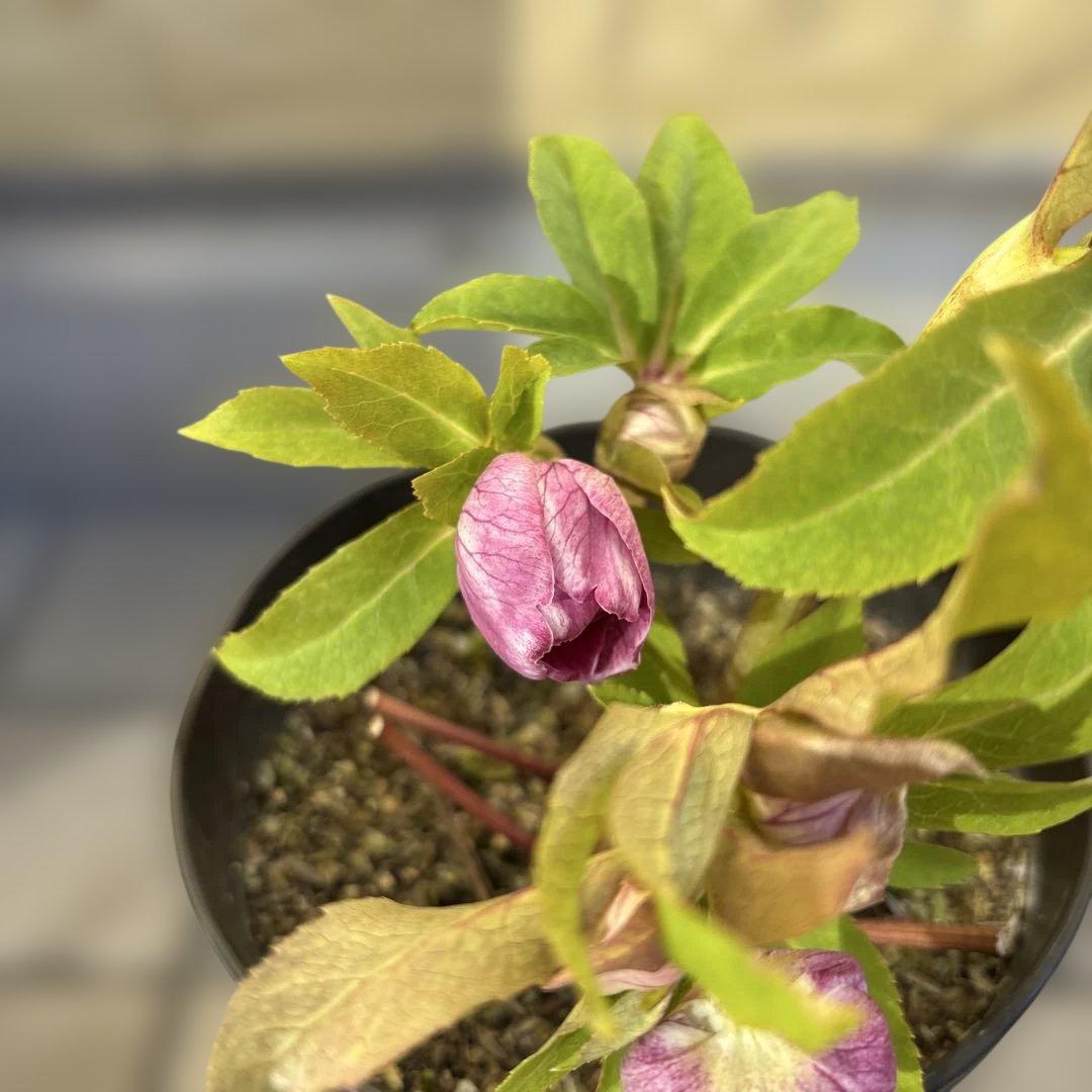 広瀬園芸 クリスマスローズ ストロベリーオーレア 白抜け 開花株 匿名