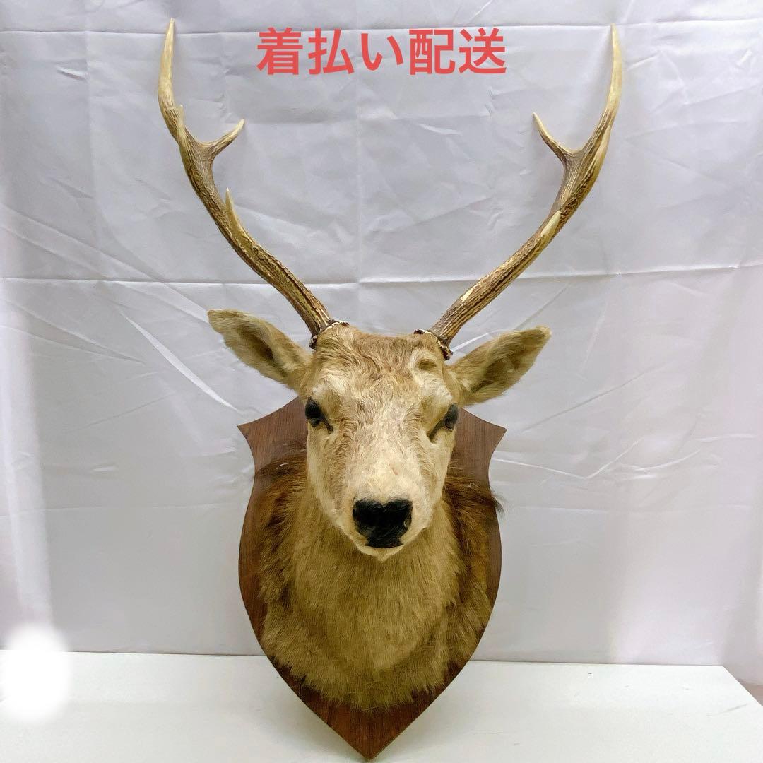 6ADM8 蝦夷鹿 ハンティングトロフィー 剥製 壁掛け インテリア 芸術 Amazon.co.jp: 鹿の剥製 蝦夷鹿の剥製 壁飾りハンティングトロフィー
