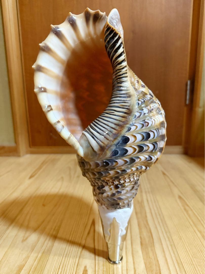 修験道法螺貝37㎝　山伏　密教　魔除け　熊よけ❣️ホラガイ　ほら貝 コンパクト修験道法螺貝 山伏 密教 魔除け 熊よけ❣️ホラガイ ほら貝