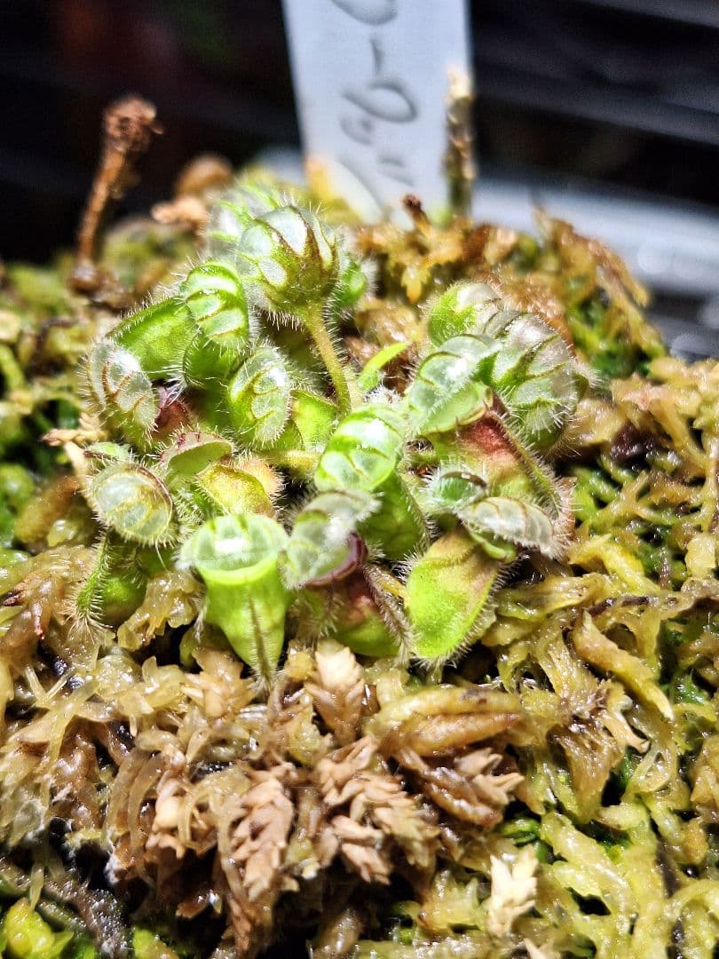 エドママ セファロタスまとめ売り