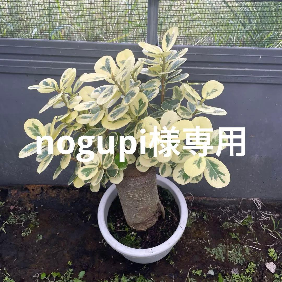 パンダガジュマル 斑入り 希少 7号サイズ - メルカリ