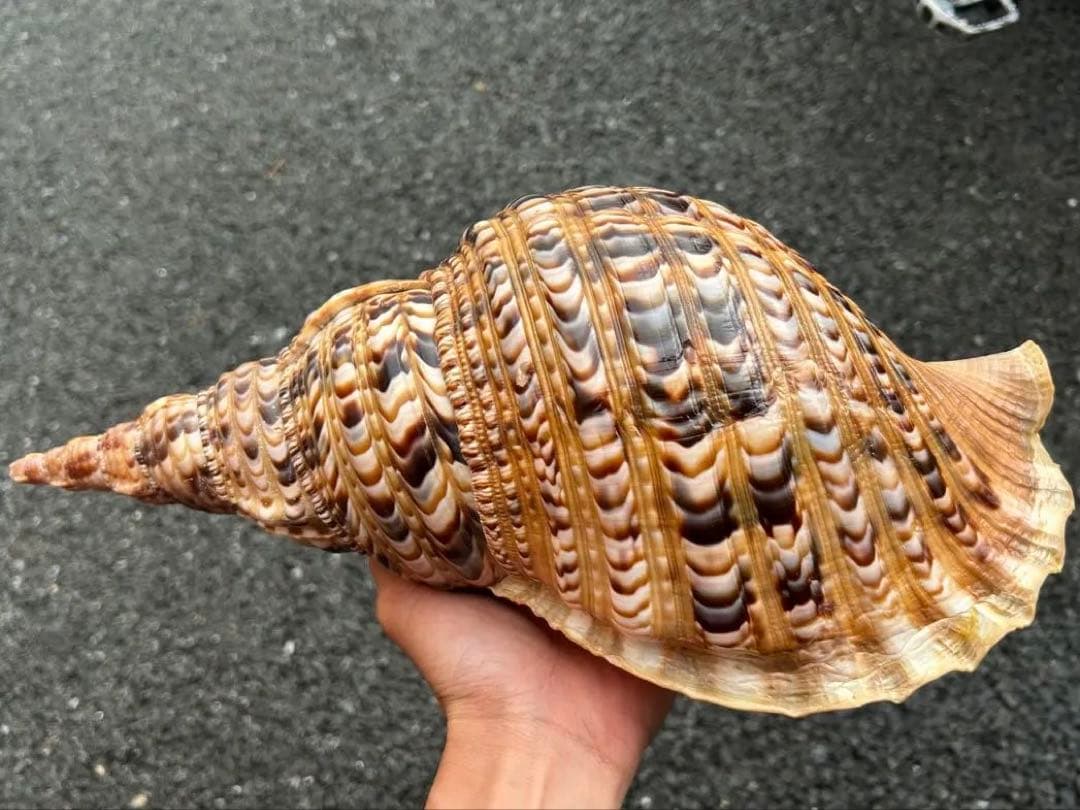 美品 法螺貝 直線36.7cm 蓋付 天然そのまま色