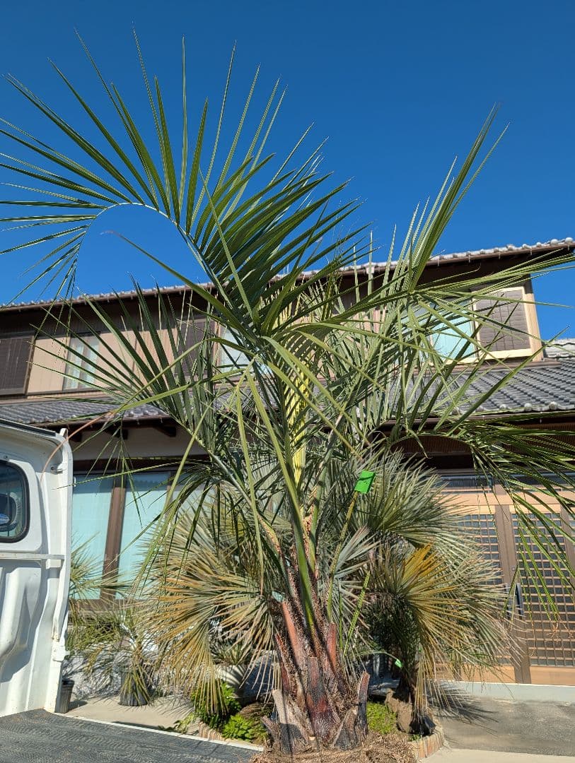 ピ*チ様 【BFセール】ココスヤシ《Lサイズ・H＝約1.5m》206