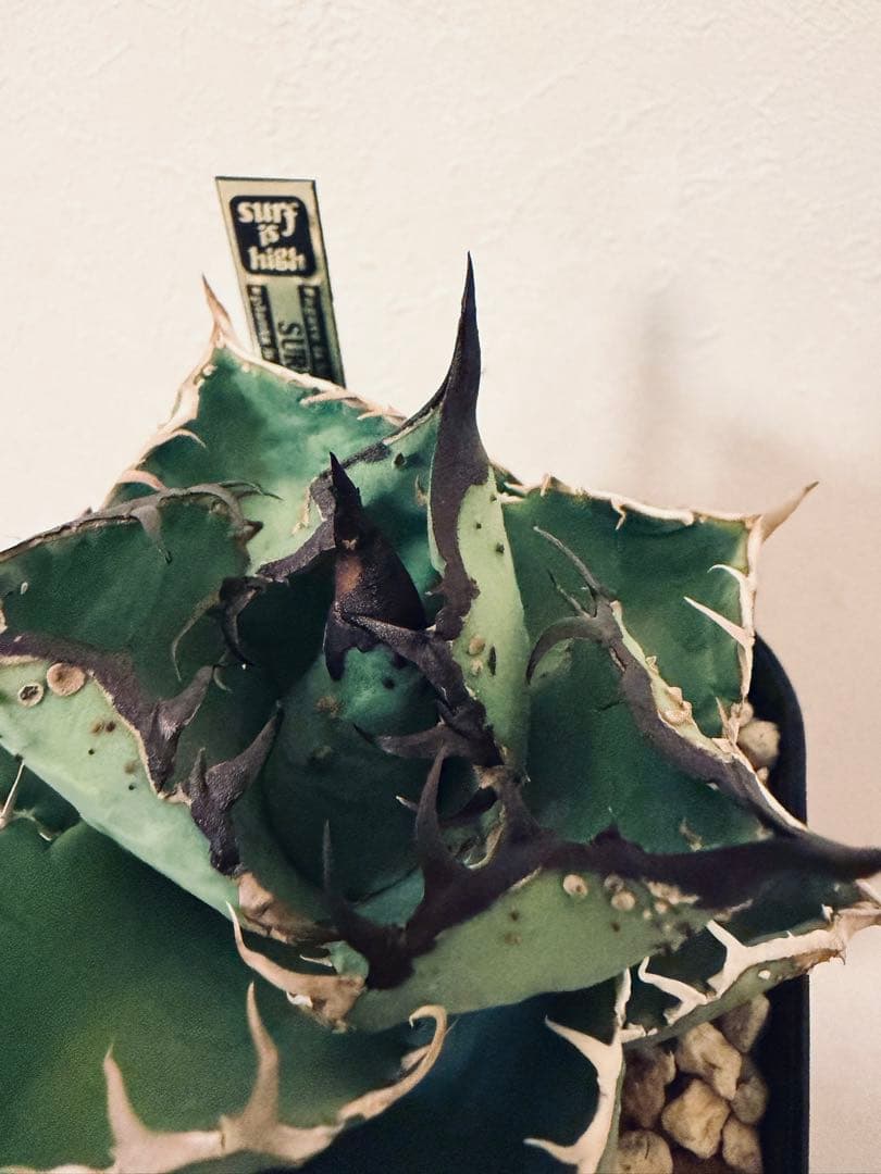 アガベチタノタ 親株出品 ブツブツSSS/真麻花龍、ivoryWA、冰雹 - メルカリ