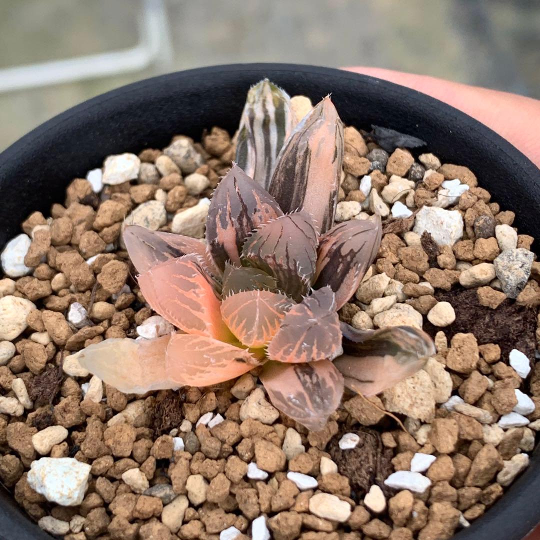 多肉植物 ハオルチア オブツーサ錦 赤い鳥 - メルカリ