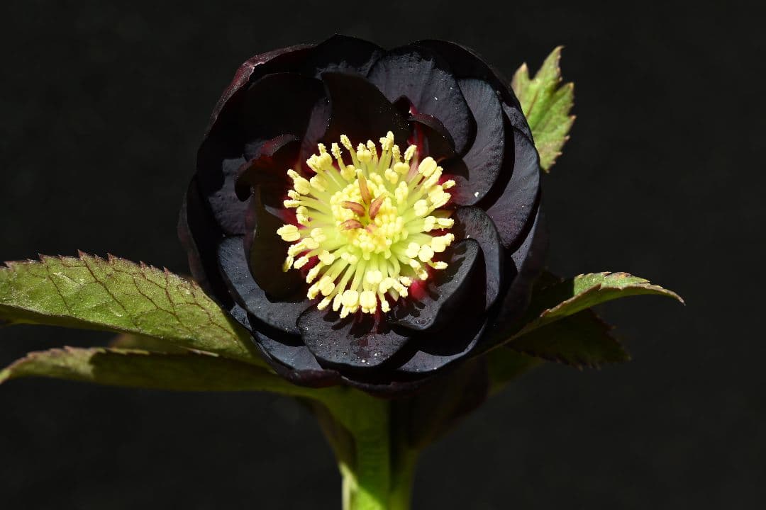 クリスマスローズ 認定ブラックゴールド 加藤農園 - メルカリ