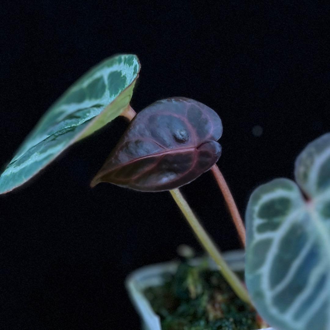 Anthurium Mystic A88 良個体 レア 株分個体 ネコポス ② - メルカリ