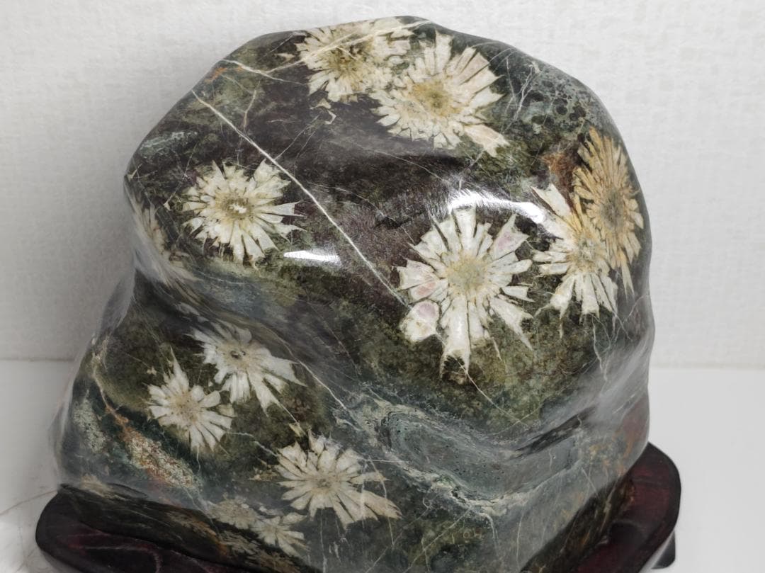 白菊 9.6kg 菊花石 菊紋石 花紋石 紋石 鑑賞石 自然石 水石 原石