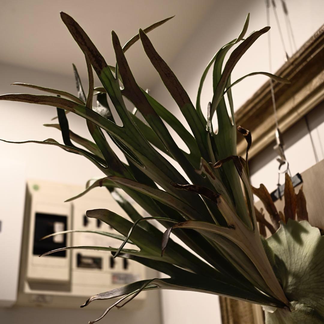 中株P. Veitchii cv Lemoinei Original. - メルカリ