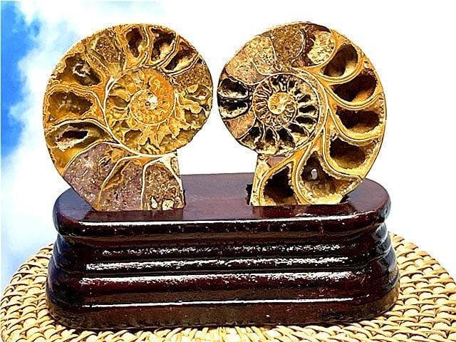 ☆貴重－アンモナイト縫合線オパール化石標本B89U3/70U68A - メルカリ