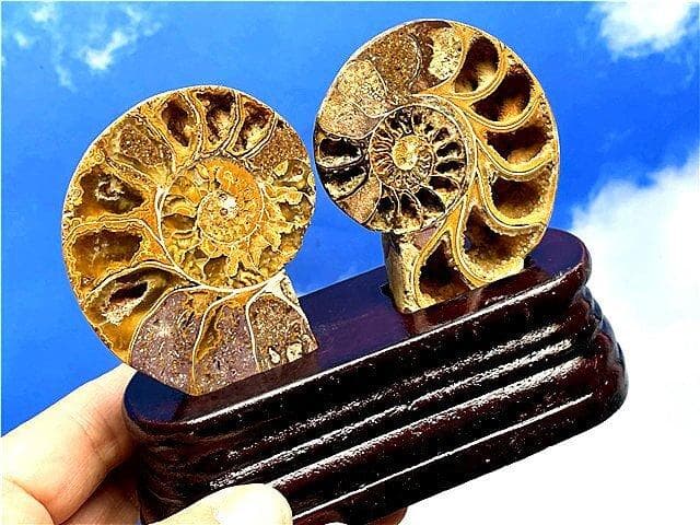 ☆貴重－アンモナイト縫合線オパール化石標本B89U3/70U68A - メルカリ