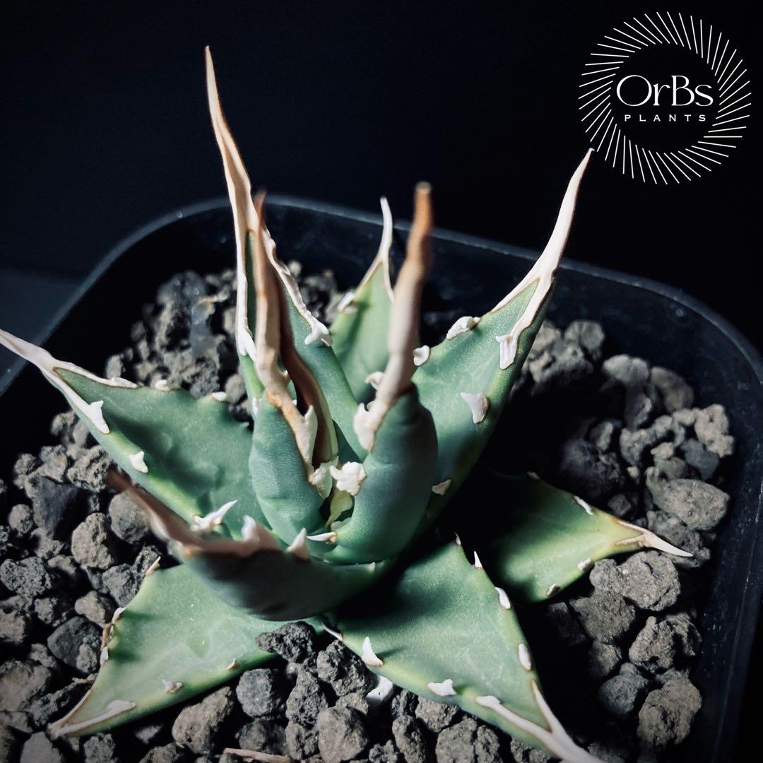 アガベ エボリスピナ 実生 陽炎 青葉 A3 鉢ごと アガベ エボリスピナ