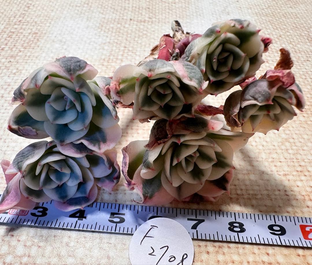 F2708新入荷 ルノーディーン錦 エケベリア 多肉植物 撮影2月22日