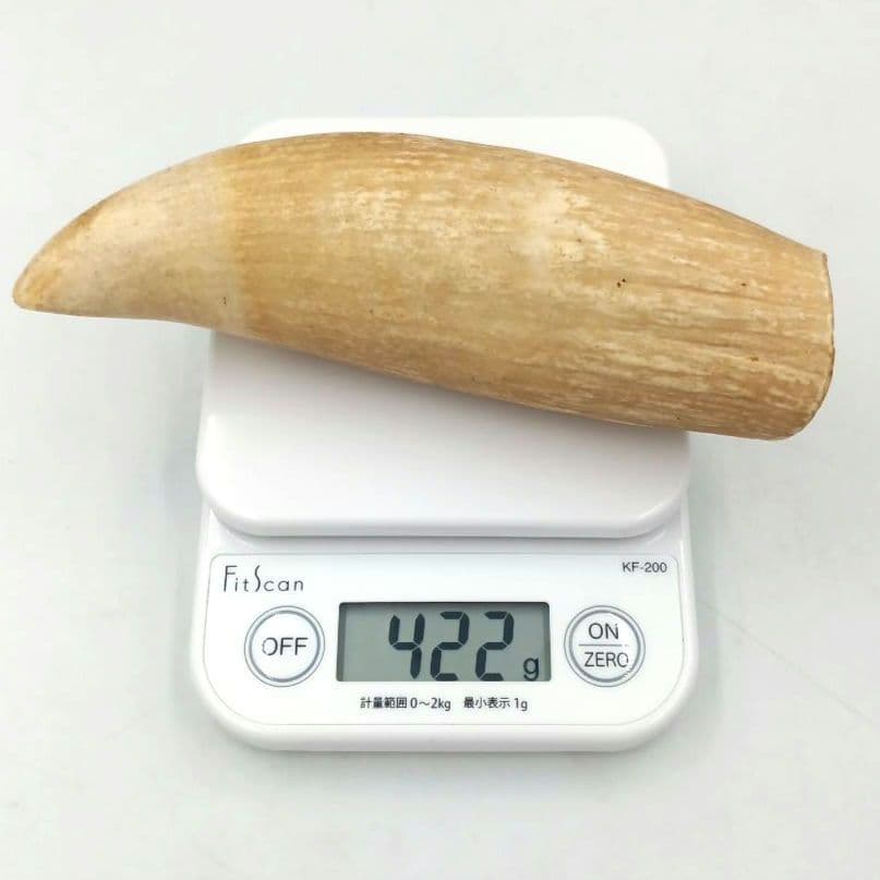 マッコウクジラ 歯 鯨歯 特大 422g 印材や工芸品の素材などに クジラ工芸品 】 クジラの歯を使って作られた工芸品を紹介✨🦷 昔
