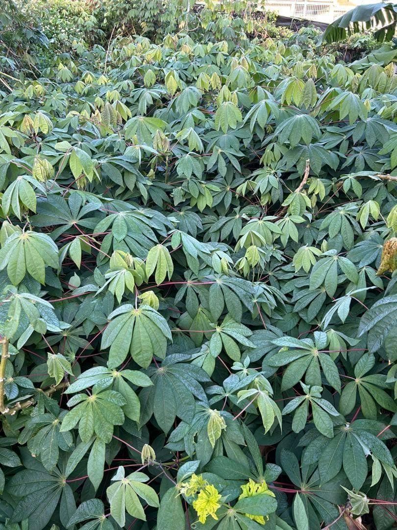 官能的な旨味と甘味。高級種◇キャッサバ・ゴールドSS◇挿し木枝。60