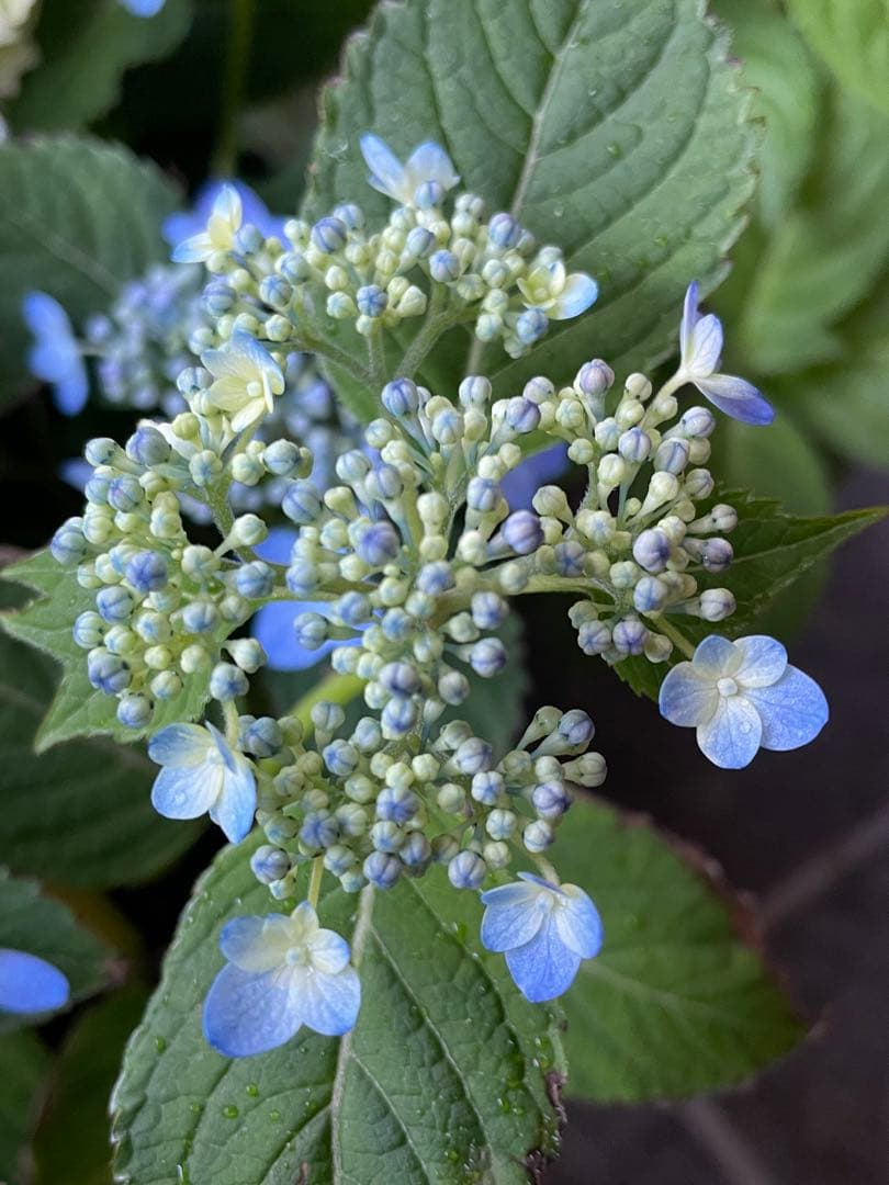 花苗】ヤマアジサイ 海峡 ポットごと発送 山紫陽花 山アジサイ