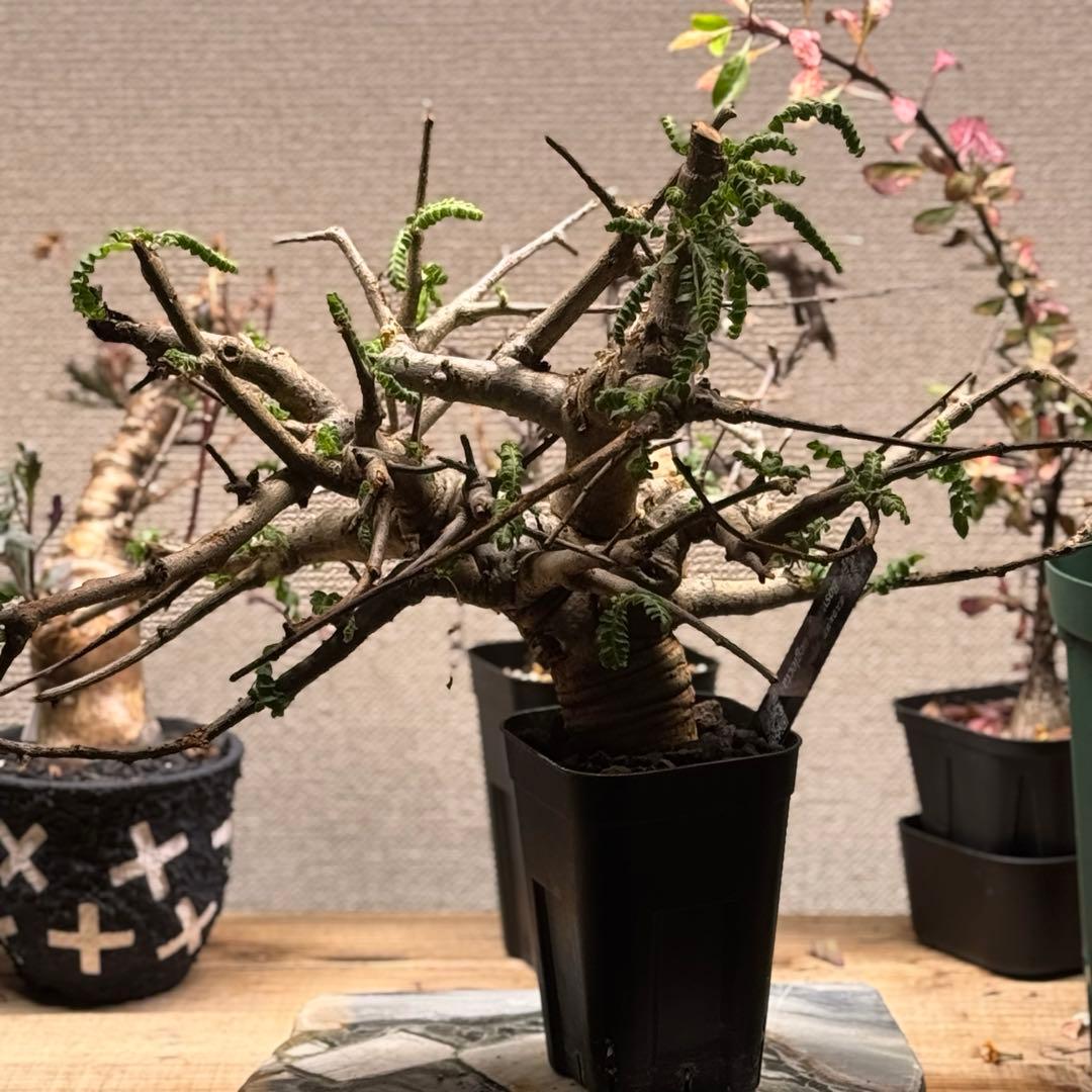 c*2様 ボスウェリア ネグレクタ 大型 発根済み 現地球